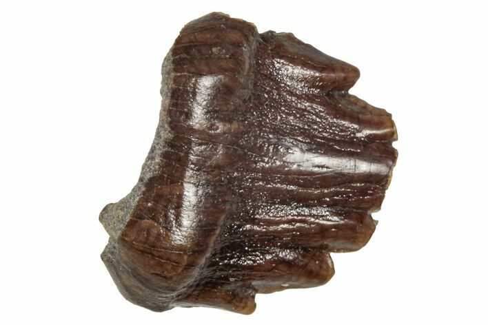 Fossil Nodosaurid (Denversaurus) Tooth - Montana #341027